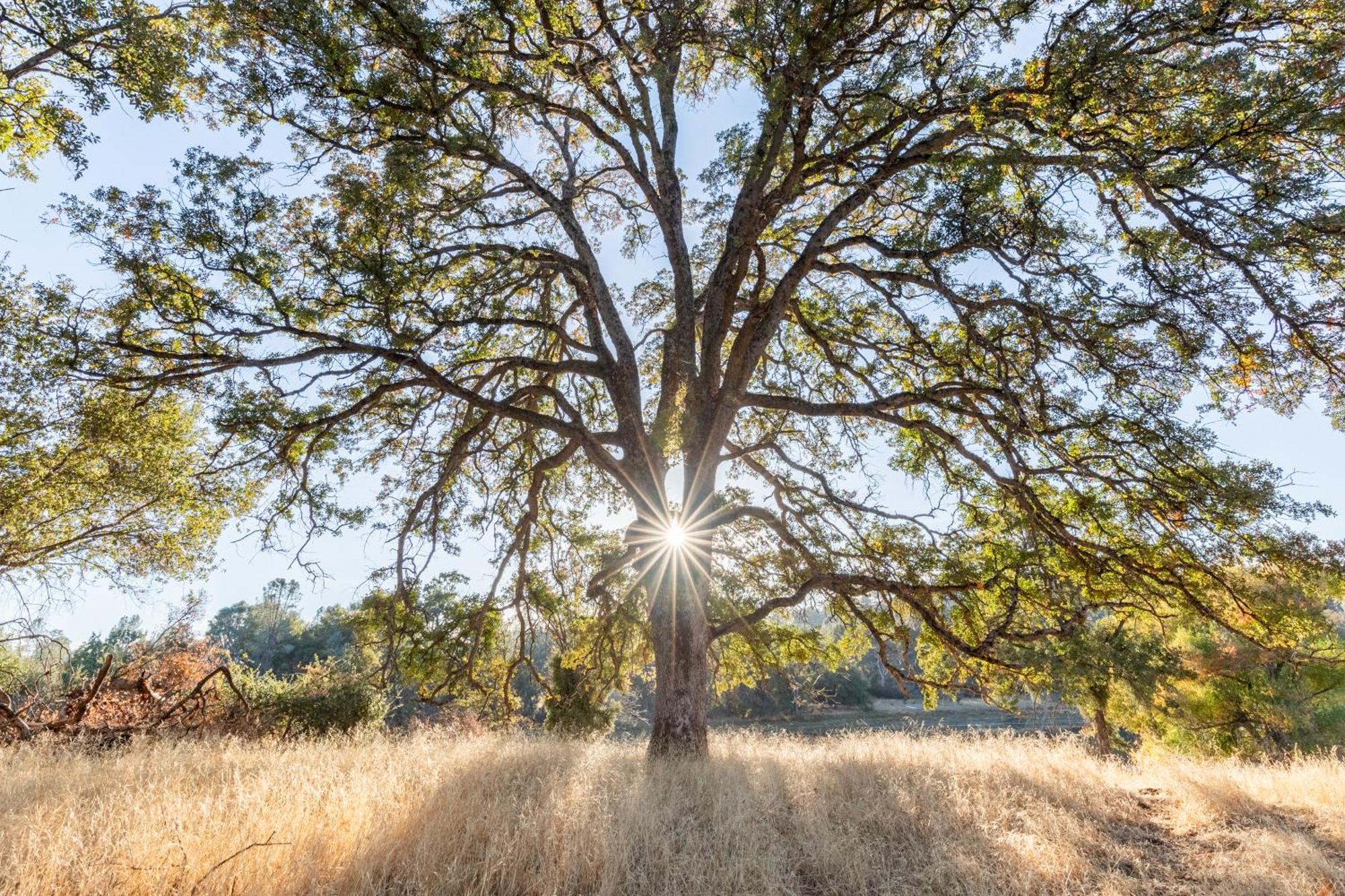 Rolling Oaks Ranch - 200 Acres Of Lakeside Beauty & Countryside Serenity Mariposa Exterior foto