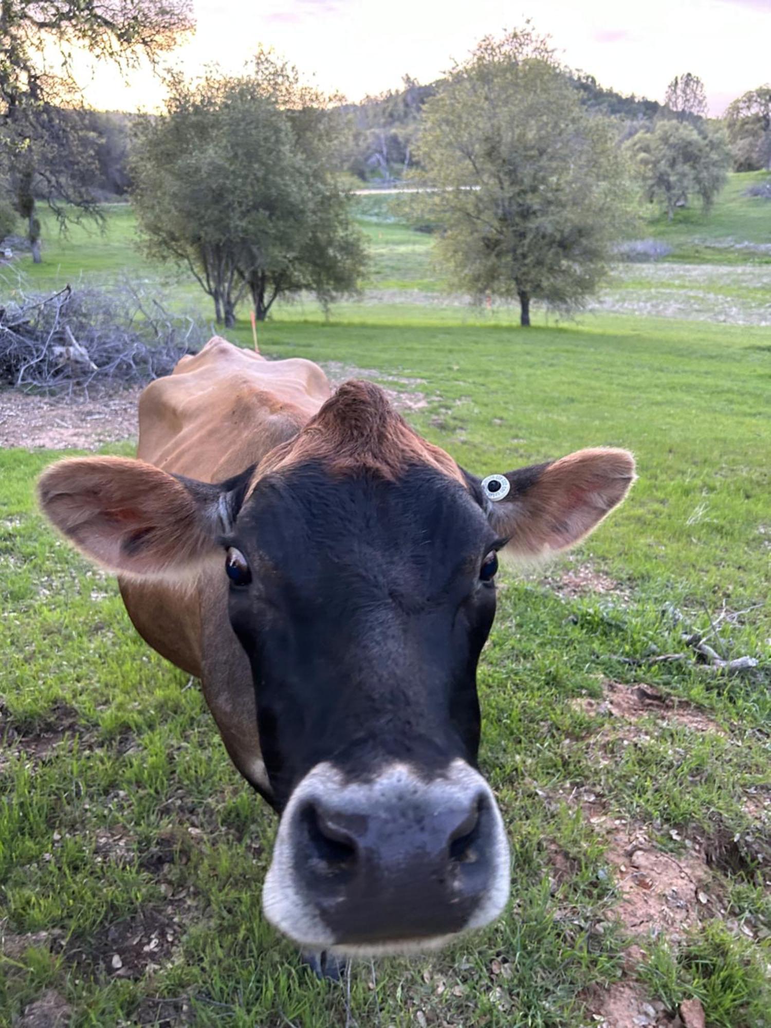 Rolling Oaks Ranch - 200 Acres Of Lakeside Beauty & Countryside Serenity Mariposa Exterior foto